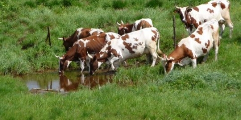 Kako izliječiti trulež stopala kod krave